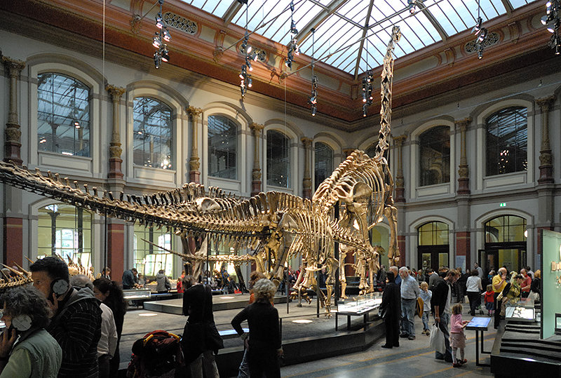 Tendaguru dinousaurs at the Natural Museum Berlin SOURCE: Umschauen