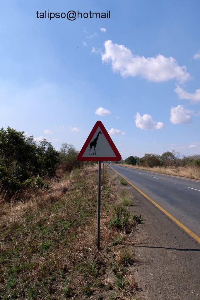 Twiga Crossing zimo pia